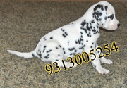Dalmatian  puppies for sale