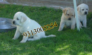Gift a Labrador Retriever Pups on this Valentine day ( FREE DELIVERY)