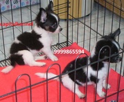 CHIHUAHUA EXCELLENT QUALITY PUPPIES  FOR  SALE 
