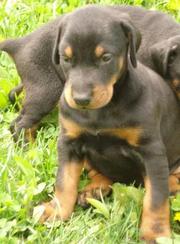 Doberman Puppies for sale at Clawsnpawskennel(9830064171) 