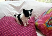 Teacup Size Chihuahua puppies at clawsnpawskennel(9830064171)
