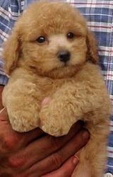 POODLE PUPPIES for sale available at (9830064171)