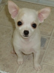 BEAUTIFUL CHIHUAHUA PUPPIES  AT ATTRACTIVE PRICE