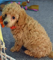 POODLE PUPPIES for sale available at (7033834171)