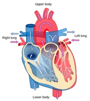 Cardiology Hospitals in Hyderabad