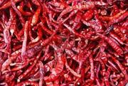 Dry Red Chilli in India - Alram Exports