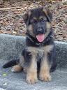 germanshepards and labrador dog puppies for sale